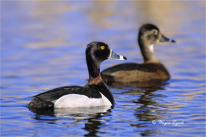 Ring-necked Ducks 101 by Dr. Wayne Lynch &copy;